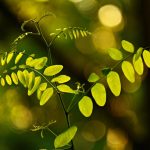 Whispers of the Willow: A Poetic Guide to Cultivating Inner Forests