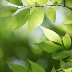 Embers of Earth in Bone China Gardens