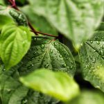 (Evokes growth, ritual, and dawn’s hopeful embrace)