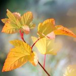 (Symbolizing eco-conscious design meeting cozy resilience)