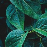 Bamboo Threads in Winter’s Hush