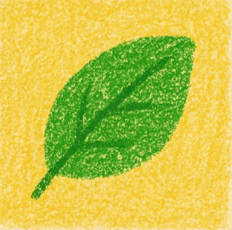 Picture of Fern Whisper