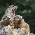 Texture and eco-design merge in moss-covered stillness, prioritizing sustainability and breath.