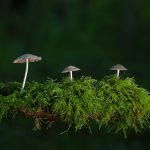 (Channels ethereal morning mist as a liminal space, bridging dawn’s stillness and fresh beginnings.)