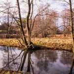 Nature’s quiet lesson in surrendering to the season’s breath.