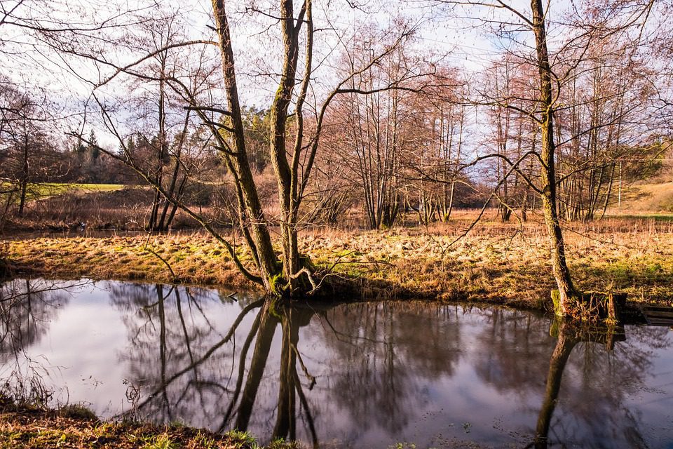 Nature’s quiet lesson in surrendering to the season’s breath.