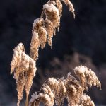 A Garden in Transition: Where Vines Rejoice in the Veil of Mist