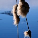 4. Eco How-To: Reclaiming Borders with Lichen Paint—Growing Hugges Enclosed in Stone and Soil