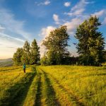(Emotion: Tranquility | Metaphor: Forest breath through light/shadow play)