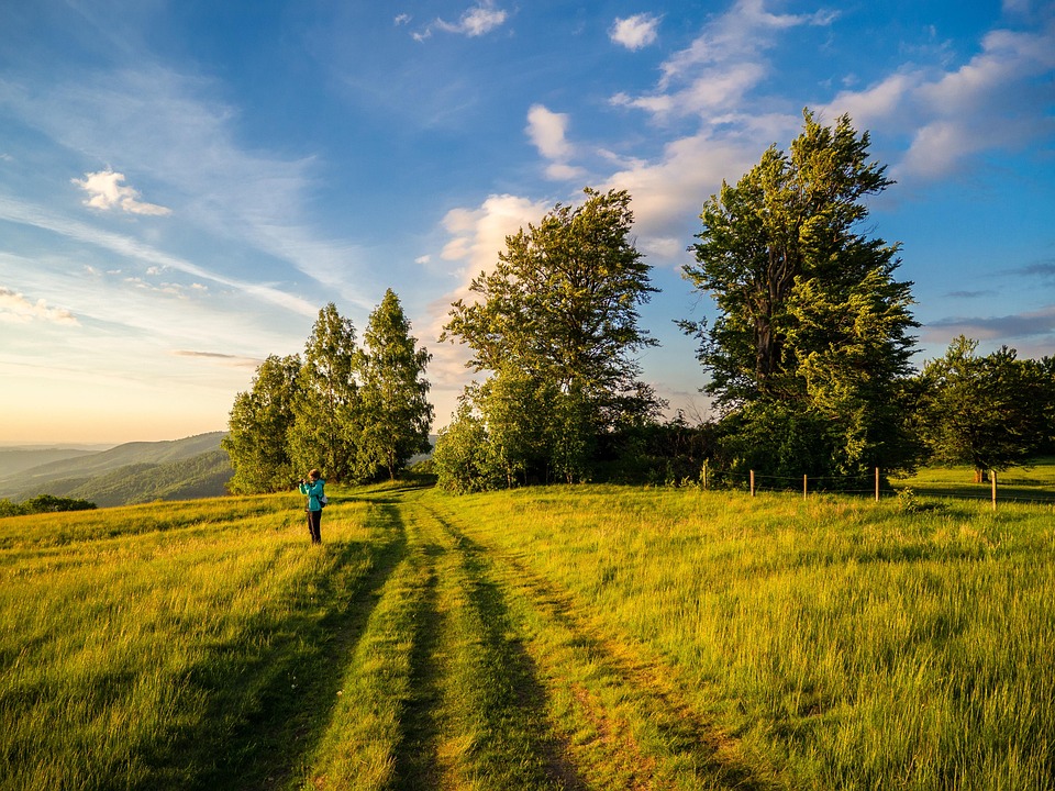 (Emotion: Tranquility | Metaphor: Forest breath through light/shadow play)