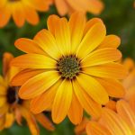 Seasonal Rituals for Bloom Harvest: Thyme and Tending Through the Year’s Turn