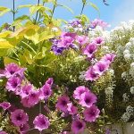 Eco How-To: Turning Balconies into Pollinator Cathedrals