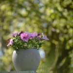 Eco How-To: Nurturing Roots in Reclaimed Vessels