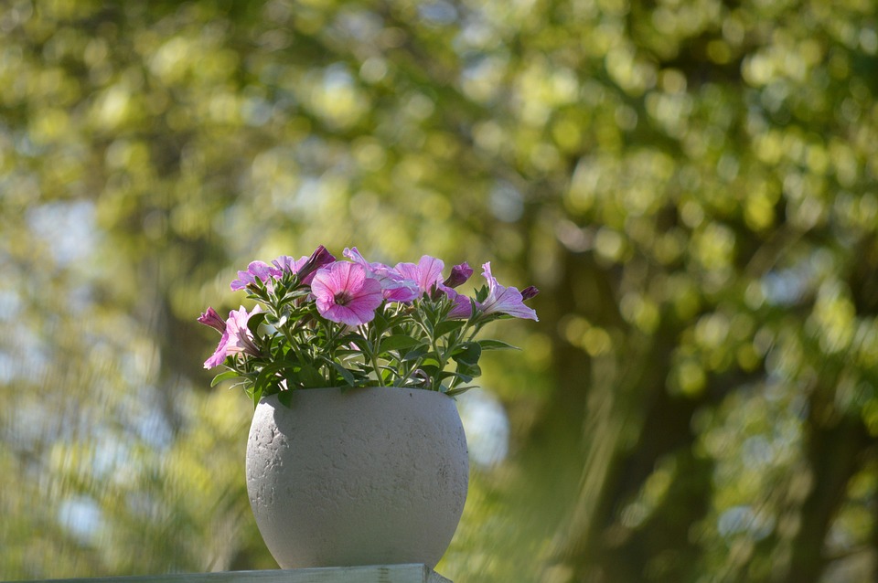 Balcony Garden