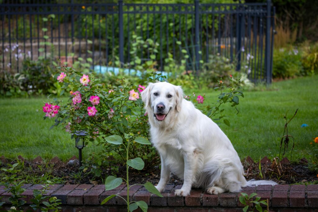 Pet-Safe Gardening  Garden Savvy Blog