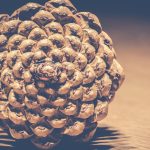 (Emotion: Reverence | Symbol: Wood as memory/emotion keeper)