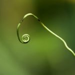 Rooted in Prompt Stillness