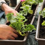 2. Symbolic Essay: The Ephemeral Dance of Transplanted Wings