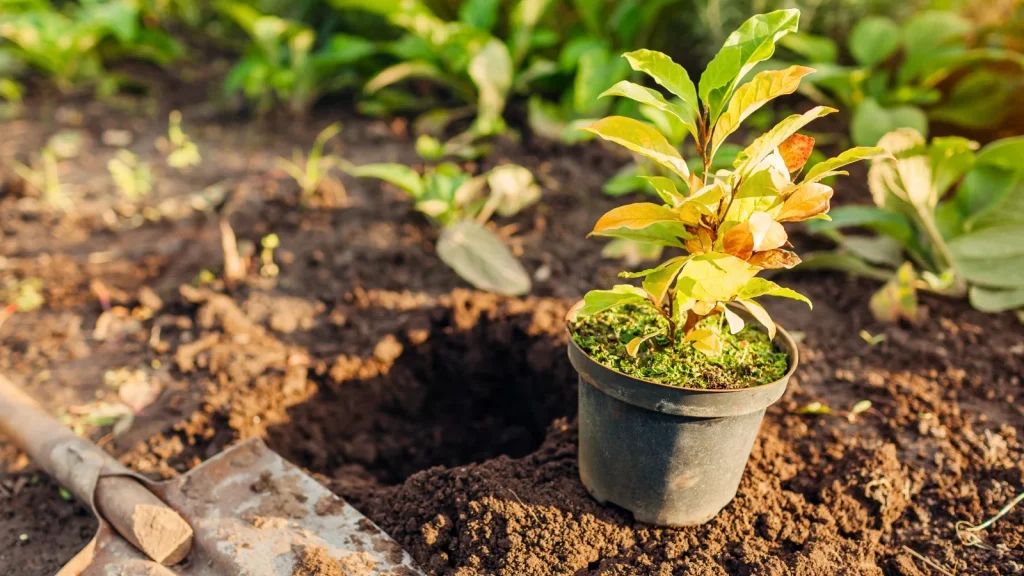 What to Plant in the November Garden: Tips for Zones 8-10