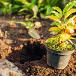 What to Plant in the November Garden: Tips for Zones 8-10