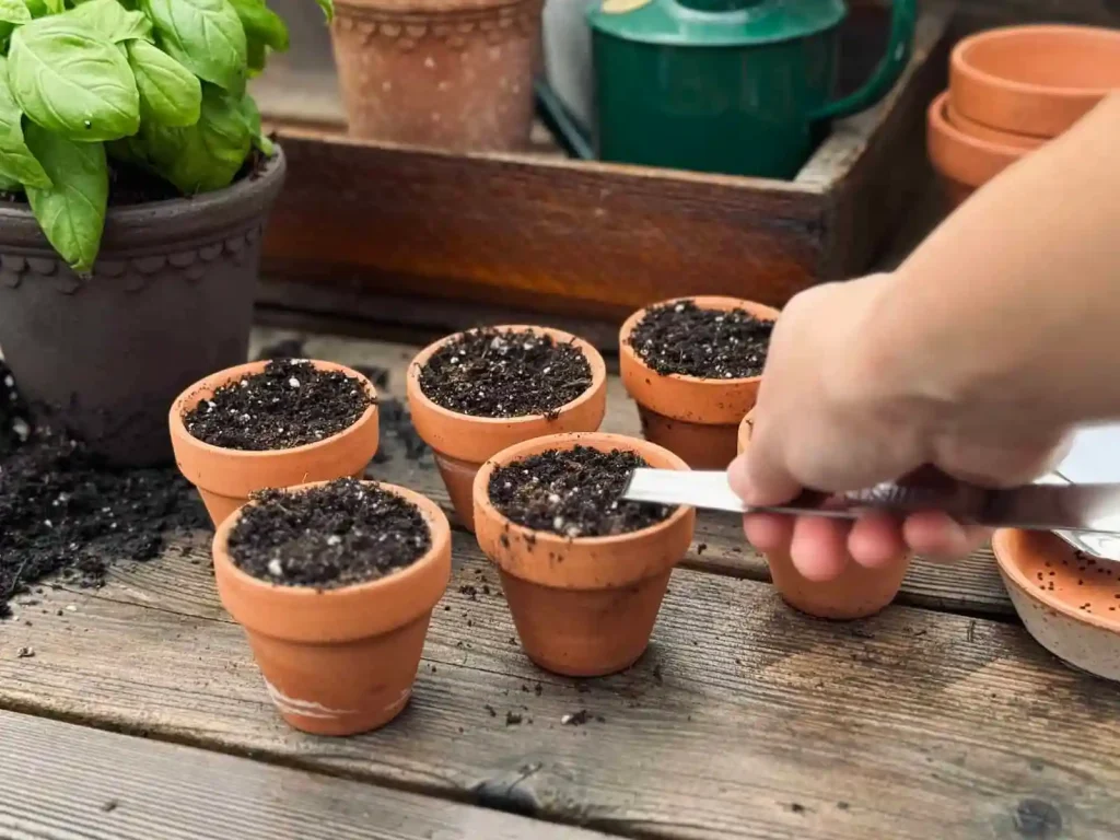 How to plant basil seeds
