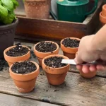 How to plant basil seeds