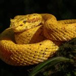 Whispers of the Verdant Haven: A Poetic Guide to Cultivating Stillness in Leafy Labyrinths