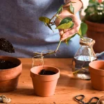 How to Propagate Philodendron Plants