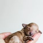 —A steaming teacup as a vessel for Nordic coziness.