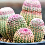 How to Plant Grow and Care For Rainbow Hedgehog Cactus