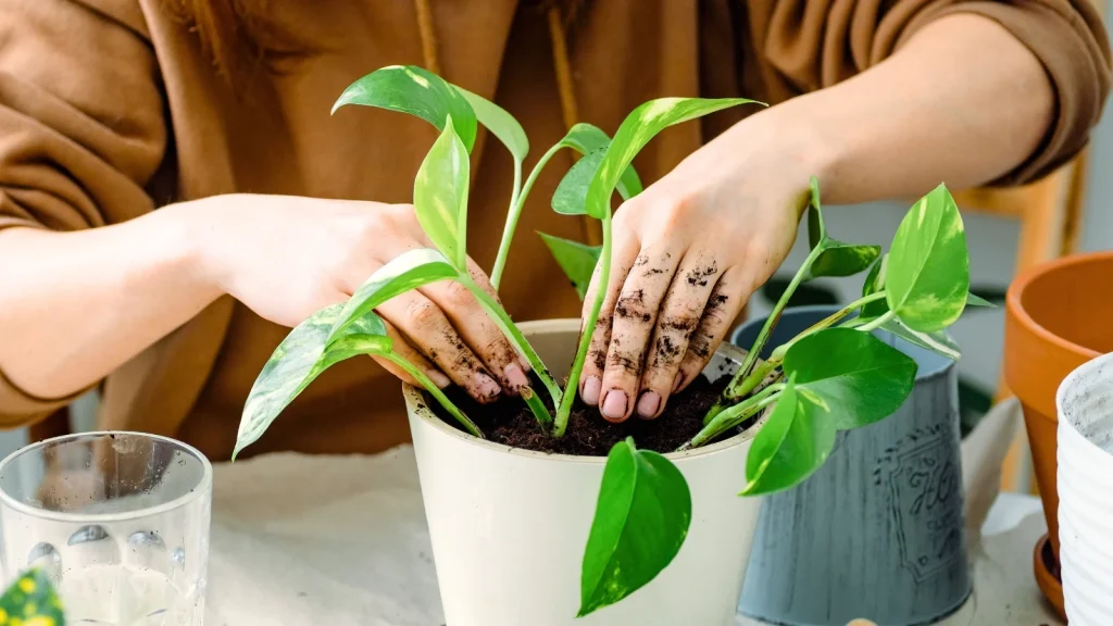 7 Houseplants You Should Repot in November
