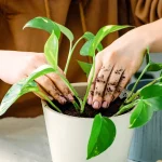 7 Houseplants You Should Repot in November