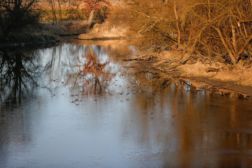 Earth’s Whispered Lullaby: Roots & Morning Dew