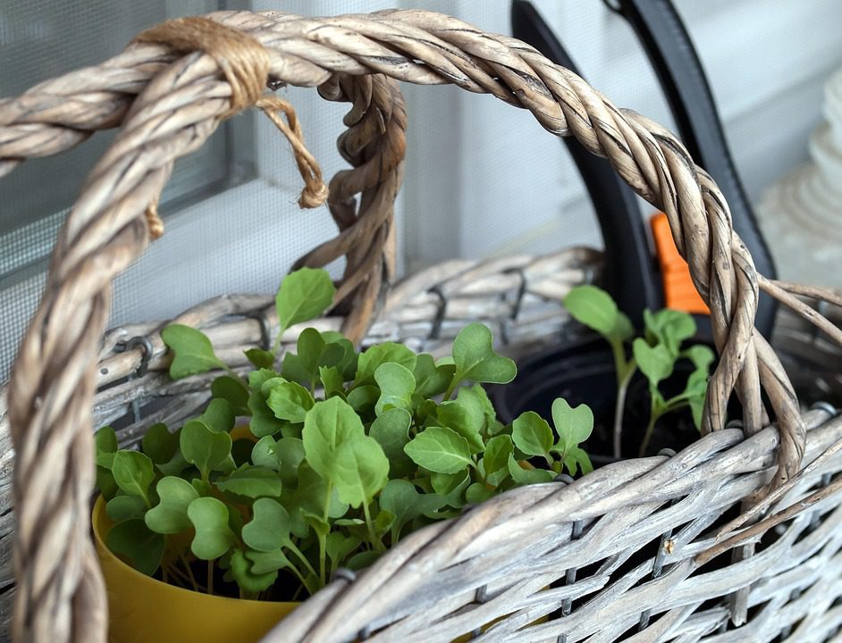 Balcony Garden