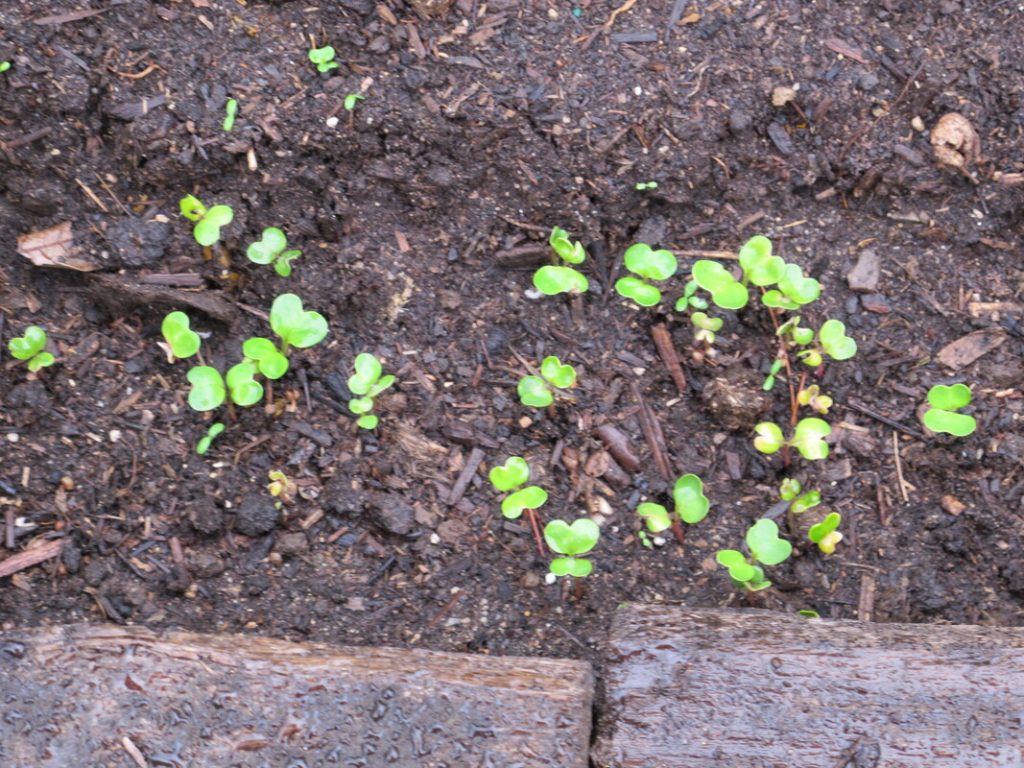 Cool Weather Enables Continued Seeding and Transplanting