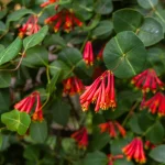 13 Beautiful Shrubs You Can Plant in November
