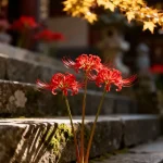 The Fascinating History of Spider Lily Symbolism  Gardenoid