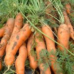 5 Simple Ways to Store Carrots from the Garden
