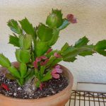 How to Make a Christmas Cactus Bloom?