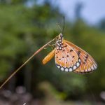 Haven: Whispers of Green Tend to the Roots of Solitude