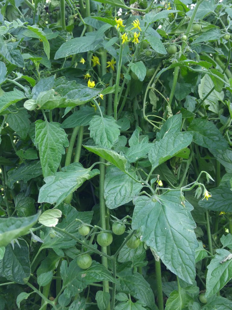 June But Still Not Really Summer