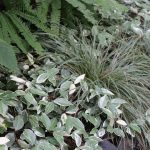 vines at chickadee gardens