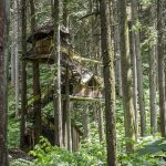 Slow Bloom Dawn: Gathering Light Before the Spirit Stirs