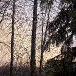 (Emotion: Timeless grace | Metaphor: Forest constancy in homely embrace)