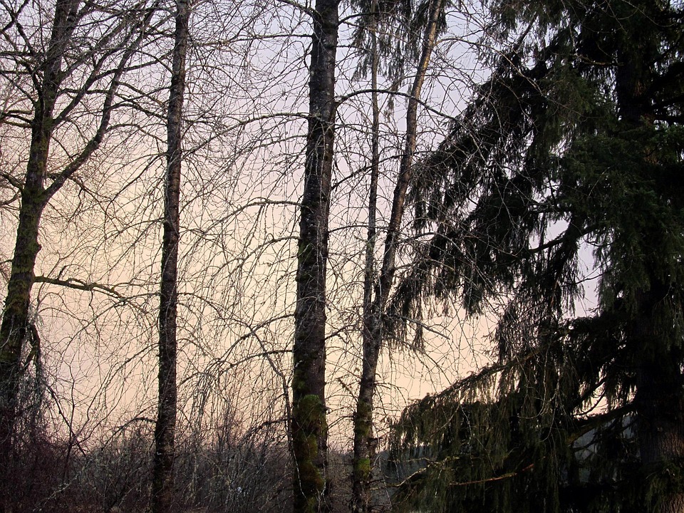 (Emotion: Timeless grace | Metaphor: Forest constancy in homely embrace)