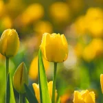 (Blends seasonal impermanence with intimate craftsmanship)