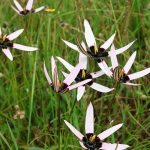 A Stunning Botanical Hotspot Waylands Wildflower Reserve in Darling South Africa