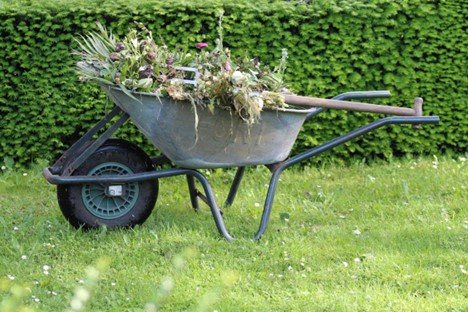 Selective Weed Control: Kill Weeds Not Plants
