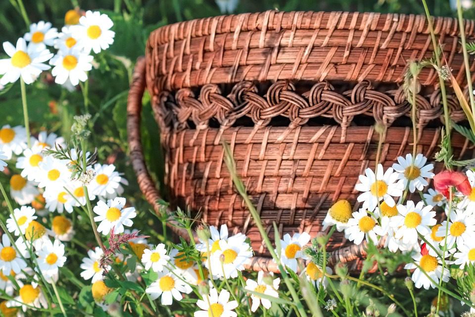 Driftwood Whispers: Weaving Rituals Where Water Meets Wood