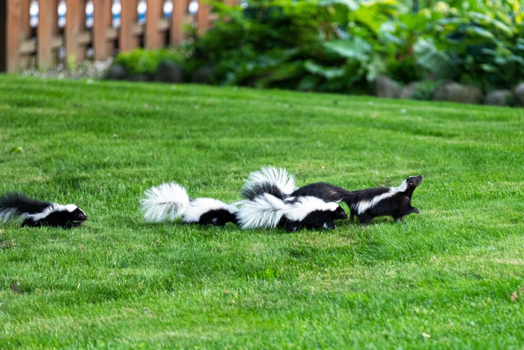 What To Do With a Skunk Problem